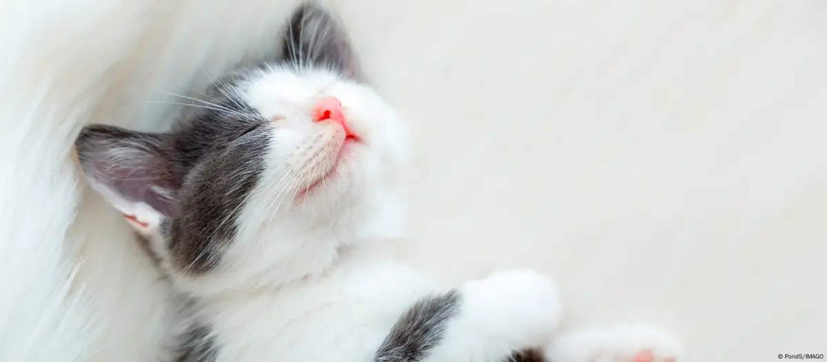 Los gatos pueden distinguir a su dueño usando solo el olfato