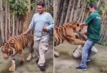 Un tigre ataca a un turista en Tailandia mientras intentaba tomarse una foto