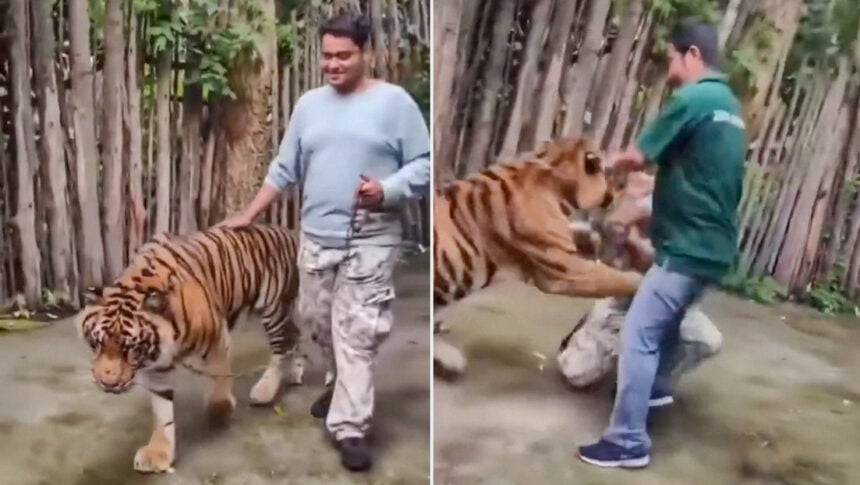 Un tigre ataca a un turista en Tailandia mientras intentaba tomarse una foto