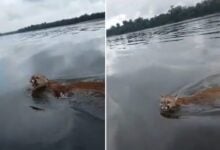 Pescadores avistaron a un puma que cruzaba a nado el río