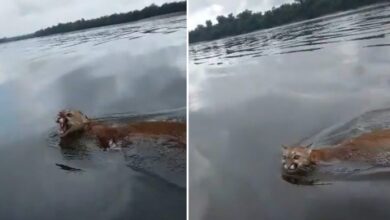 Pescadores avistaron a un puma que cruzaba a nado el río