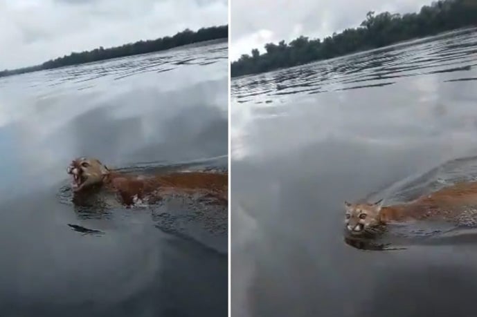 Pescadores avistaron a un puma que cruzaba a nado el río