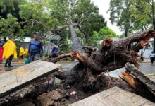 Lluvias intensas en Maturín provocan la caída de árboles