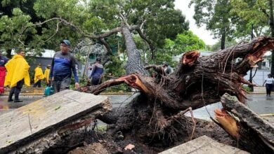 Lluvias intensas en Maturín provocan la caída de árboles