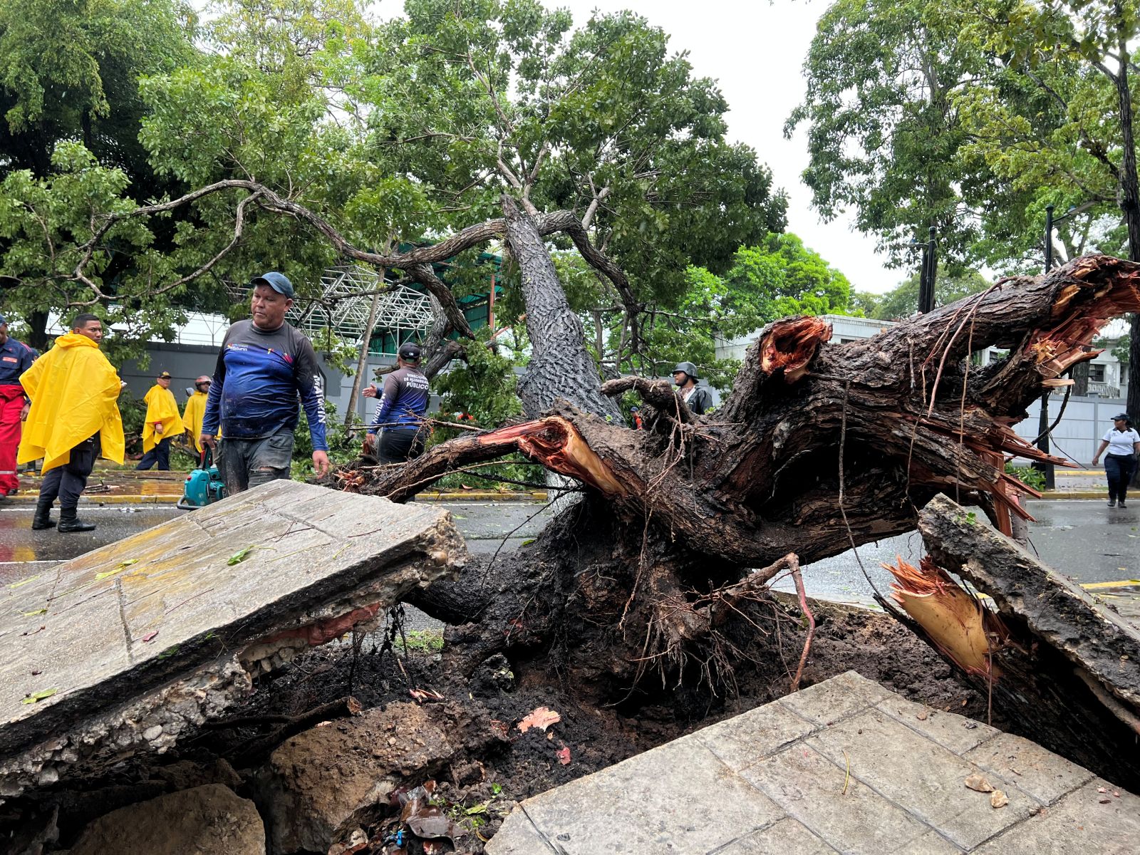 Lluvias intensas en Maturín provocan la caída de árboles