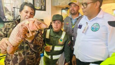 Decomisan más de mil ejemplares de fauna silvestre en 124 operativos de fiscalización
