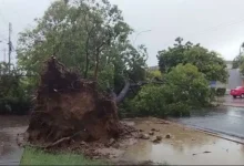 Lluvias dejaron 21 árboles caídos y 9 viviendas afectadas en Cumaná 