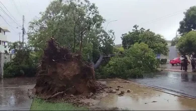 Lluvias dejaron 21 árboles caídos y 9 viviendas afectadas en Cumaná 