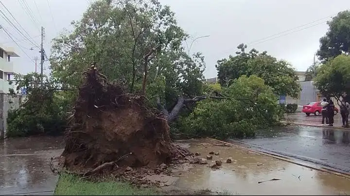 Lluvias dejaron 21 árboles caídos y 9 viviendas afectadas en Cumaná