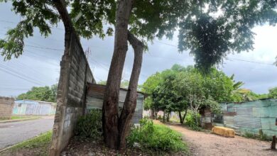Pide la poda de un árbol que amenaza a los vecinos del sector Barrio Chino