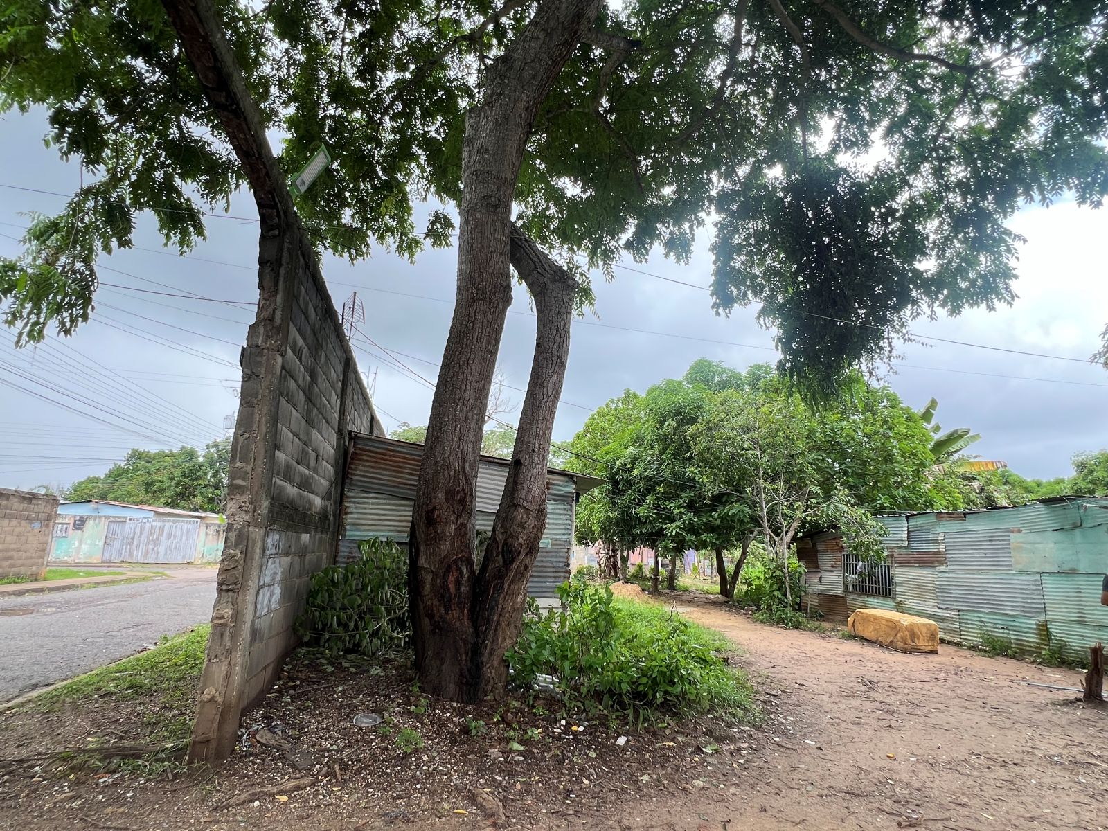 Pide la poda de un árbol que amenaza a los vecinos del sector Barrio Chino