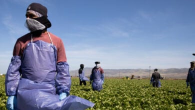 Crisis agrícola en EE.UU.: Redadas migratorias provocan desabastecimiento