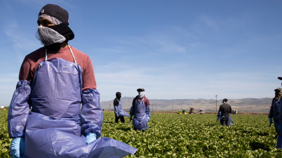 Crisis agrícola en EE.UU.: Redadas migratorias provocan desabastecimiento