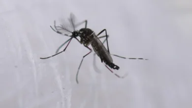 Gobierno de Francia confirma epidemia de Chikungunya en el archipiélago de Mayotte