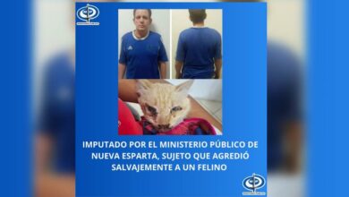 MP de Nueva Esparta imputó a sujeto que agredió salvajemente a un felino