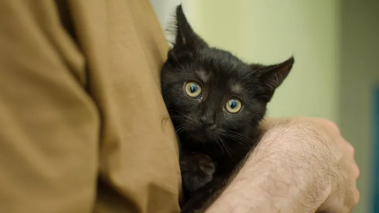 4 de junio: Día Internacional de Abrazar a tu Gato, ¿Cuáles Son los Beneficios de Esta Muestra de Cariño?