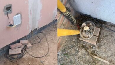 Una mujer insertó un cable con corriente eléctrica en un pan para herir a animales