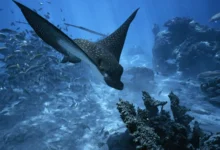 Por qué el Día Mundial de los Océanos se celebra el 8 de junio
