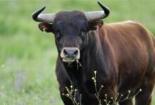 Joven muere corneada por un toro en «Fiesta de los Pescadores» de Choroní