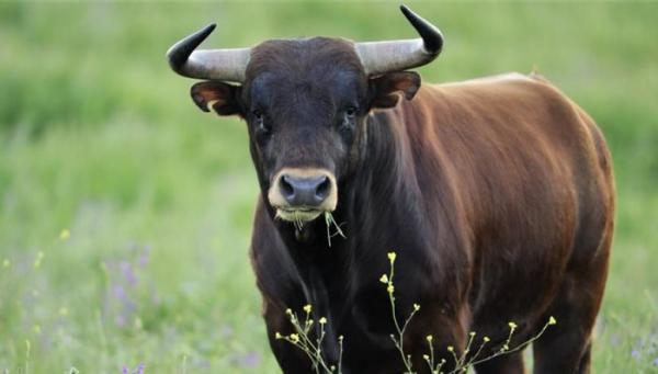Joven muere corneada por un toro en «Fiesta de los Pescadores» de Choroní