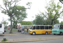 Maturinéses solicitan la poda de árboles en el casco central de la ciudad