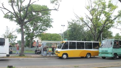 Maturinéses solicitan la poda de árboles en el casco central de la ciudad