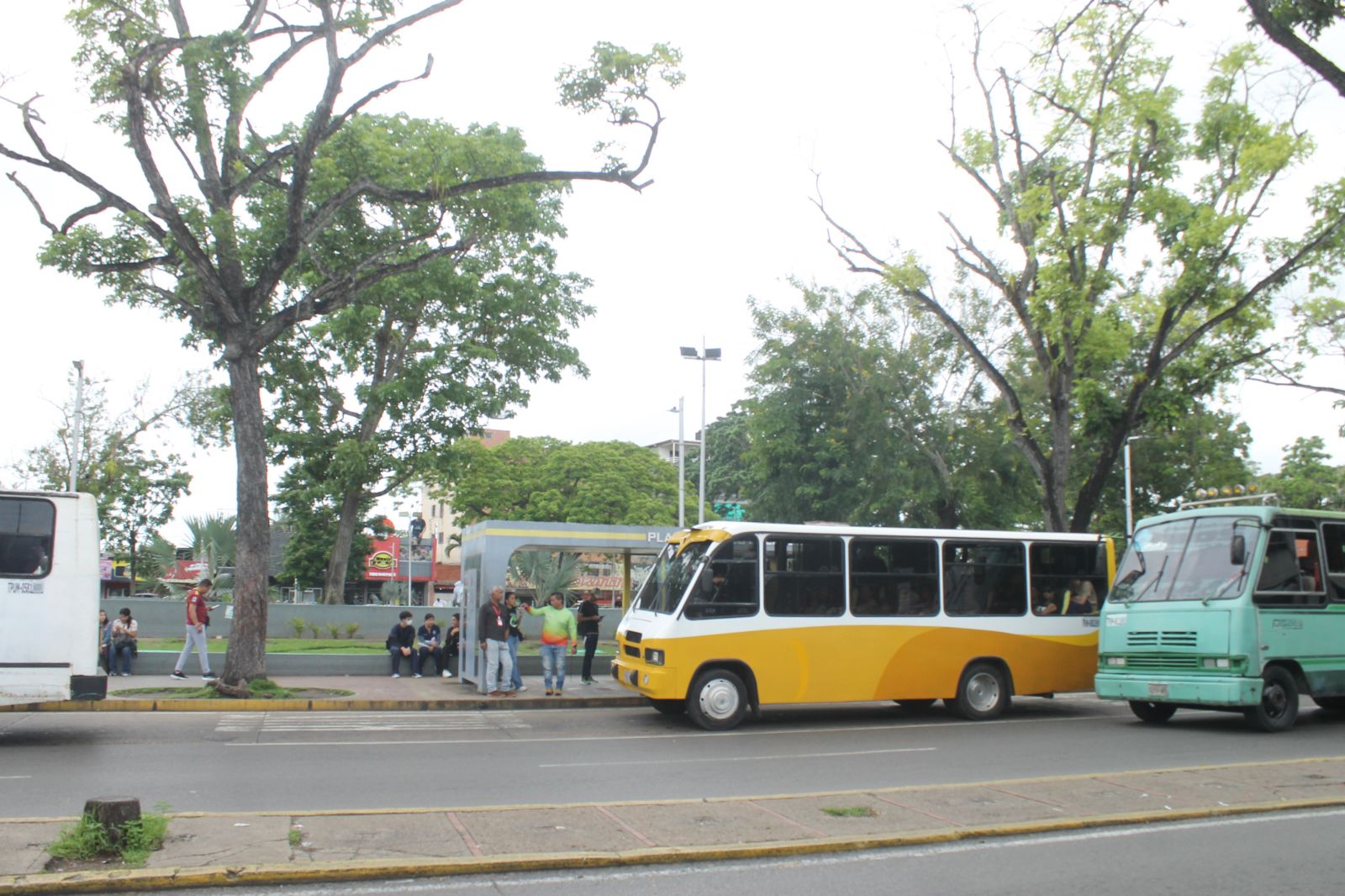 Maturinéses solicitan la poda de árboles en el casco central de la ciudad