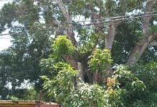 Árbol de mango en avenida Raúl Leoni amenaza con destruir a dos viviendas