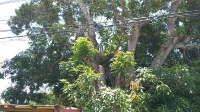 Árbol de mango en avenida Raúl Leoni amenaza con destruir a dos viviendas