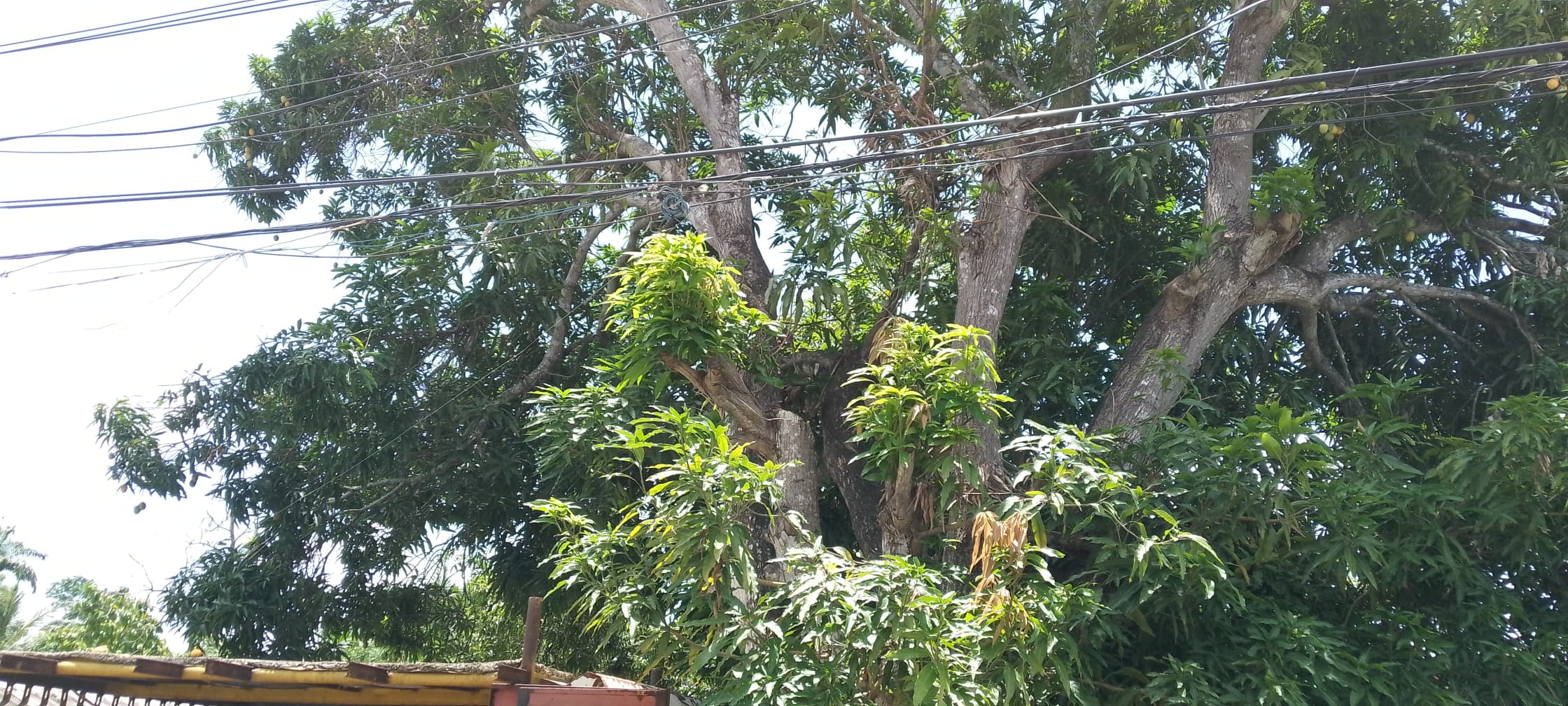 Árbol de mango en avenida Raúl Leoni amenaza con destruir a dos viviendas