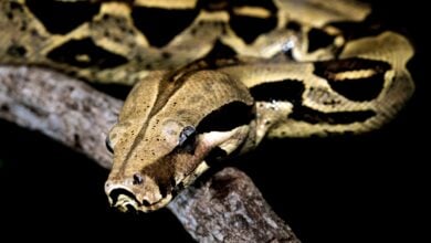 Reportan "maltrato" de una serpiente boa constrictor en Isla Dorada