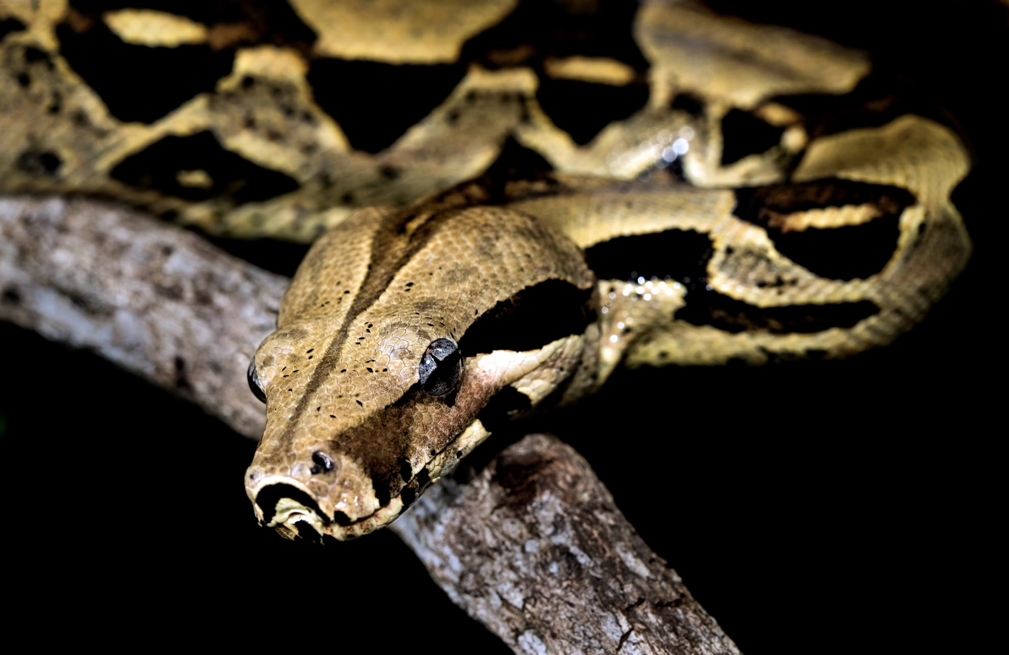 Reportan "maltrato" de una serpiente boa constrictor en Isla Dorada