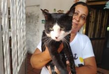 ¡Crueldad animal! Denuncian envenenamiento de gatos en La Murallita