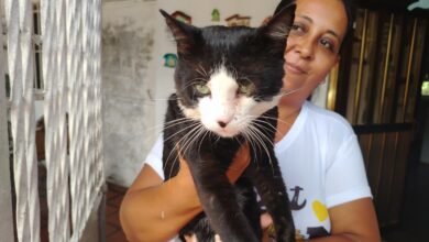 ¡Crueldad animal! Denuncian envenenamiento de gatos en La Murallita