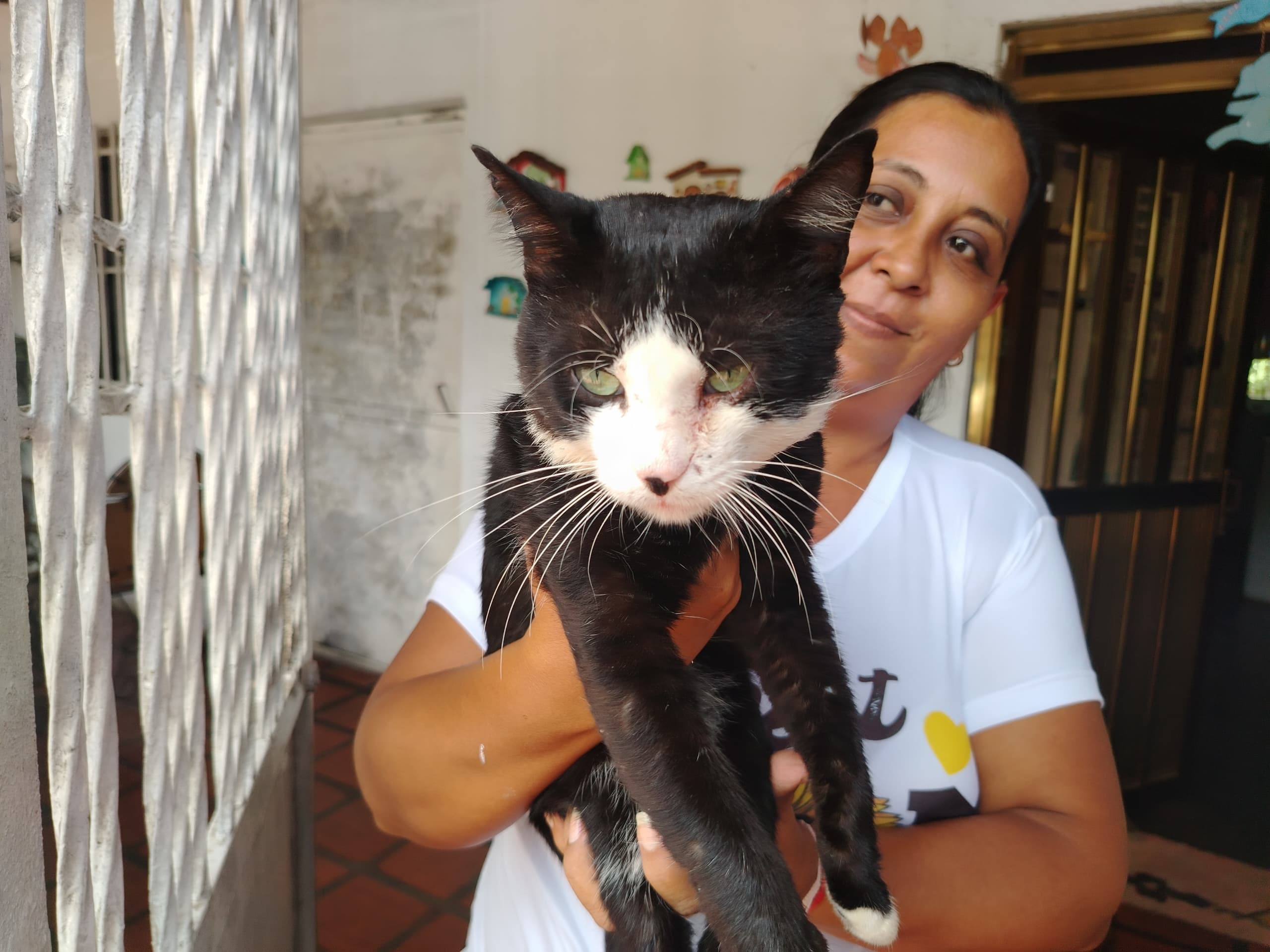 ¡Crueldad animal! Denuncian envenenamiento de gatos en La Murallita