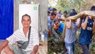 Pitón de 8 metros se tragó a un granjero en Indonesia