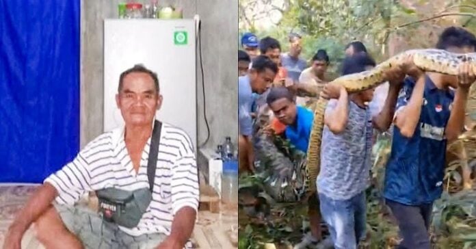 Pitón de 8 metros se tragó a un granjero en Indonesia