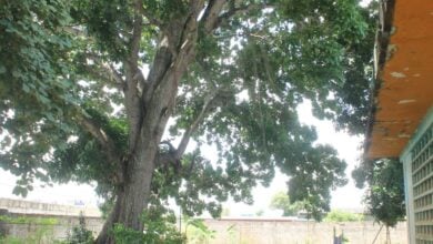 Más 40 niños del preescolar Lorenza Catalina sufren por filtraciones