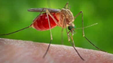 La Unión Africana reporta incremento de malaria en el sur del continente