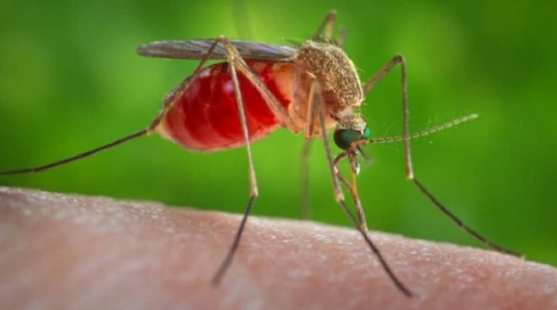 La Unión Africana reporta incremento de malaria en el sur del continente