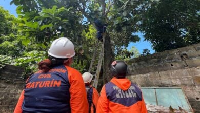 Protección Civil Maturín atiende riesgo por árbol en La Manga