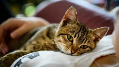 ¿Qué dice la psicología de las personas que aman a los gatos? Tienen rasgos y características especiales