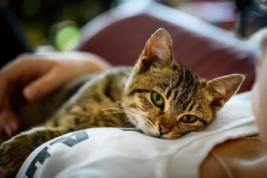 ¿Qué dice la psicología de las personas que aman a los gatos? Tienen rasgos y características especiales