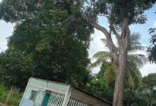 Piden poda de un árbol en el sector 5 de Julio que esta en riesgo de caer