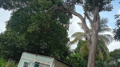 Piden poda de un árbol en el sector 5 de Julio que esta en riesgo de caer