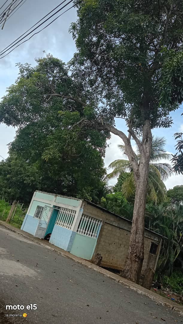 Piden poda de un árbol en el sector 5 de Julio que esta en riesgo de caer
