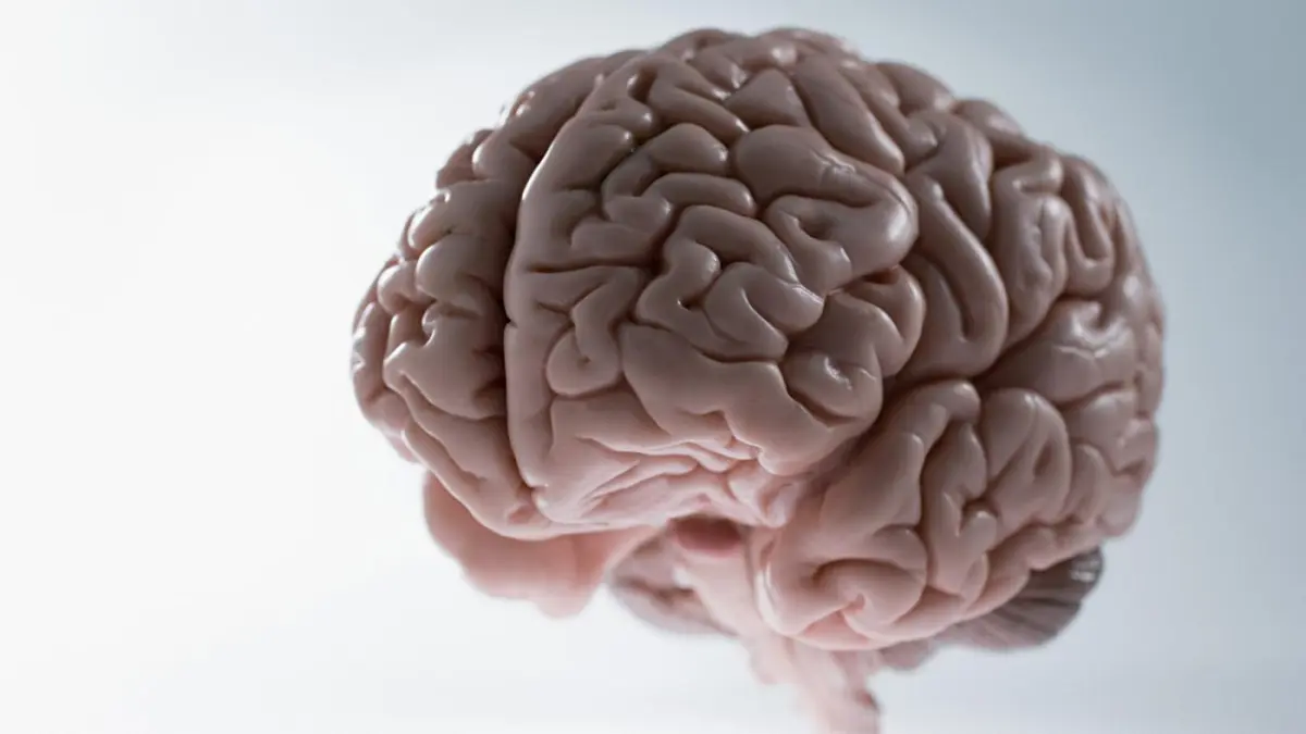 22 de julio: Día Mundial del Cerebro