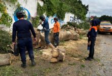 Talan nueve arboles que estaban en riesgo de caer en "El Banqueado"