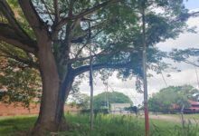 Vecinos que viven adyacentes al Parque Chucho Palacio solicitan poda de arboles.