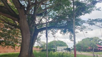 Vecinos que viven adyacentes al Parque Chucho Palacio solicitan poda de arboles.